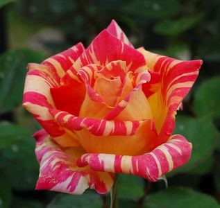 Rosa Caribia (Harry Wheatcroft).