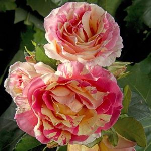 Rosa Claude Monet.