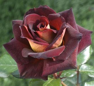 Rosa Dark Night (Meirysett)-eddy michel