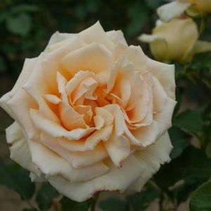 Rosa Diamond Jubilee