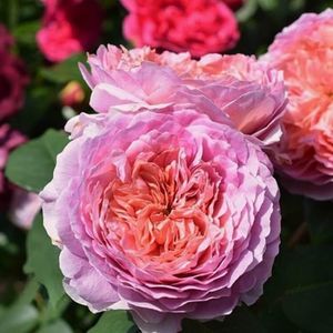 Rosa Eisvogel.