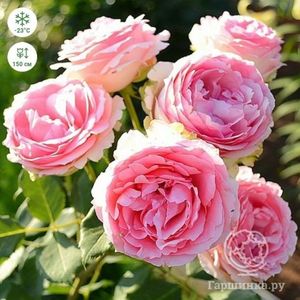 Rosa First Lady (Tantrif)..