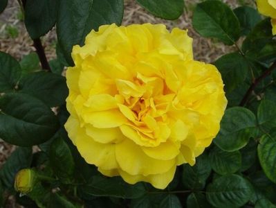 Rosa Gina Lollobrigida (Meilivar)