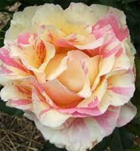 Rosa Jacdesa