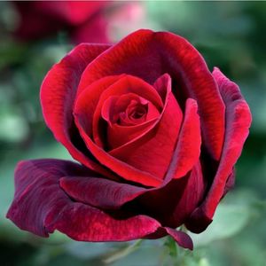 Rosa Jubilé Papa Meilland (Meiceazar)
