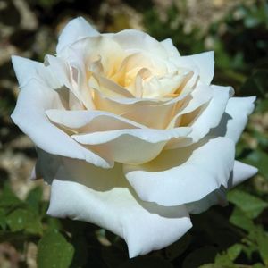 Rosa Jardin de Bagatelle (Meimafris)