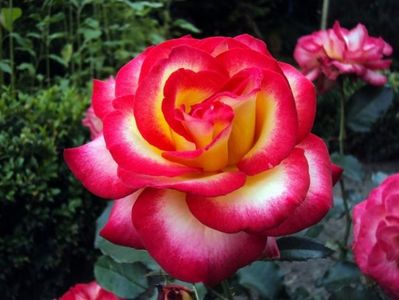 Rosa Leo Ferré (Adabiterse)
