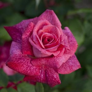 Rosa Pierre Cardin (Meilolipo)