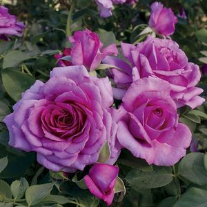Rosa Melody Parfumee