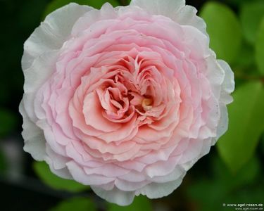 Rosa Ragazza (Adalekov)