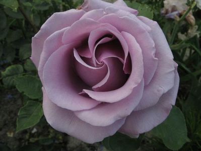 Rosa Nil Bleu.