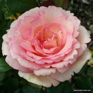 Rosa Souvenir de Baden-Baden (Korsouba).
