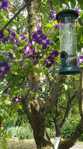 clematis hybr. blue