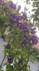 clematis hybr. blue