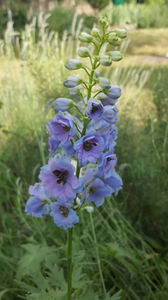 Delphinium(nemtisor) "high society"