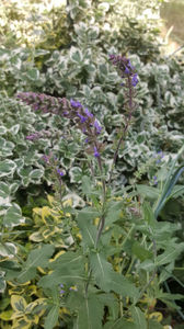 salvia pratensis (salvia de camp)