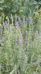 hissopus officinalis(isop)