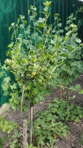 ribes uva crispa(agris)