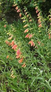 penstemon hybr. pink