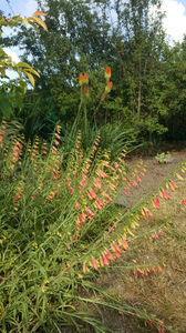 Kniphofia uvaria