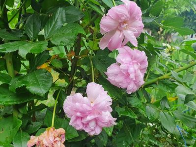 Calystegia