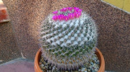 Mammillaria formosa ssp. chionocephala, 80 lei - diam. ghiveci 13,5 cm; Categoria cactusi mari
