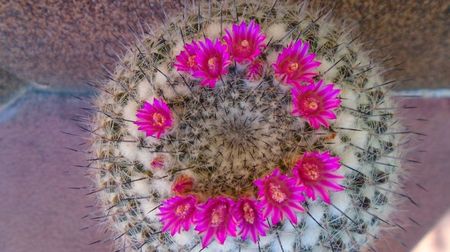 Mammillaria formosa ssp. chionocephala, 80 lei - diam. ghiveci 13,5 cm; Categoria cactusi mari
