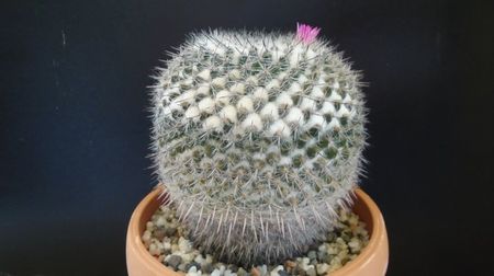 Mammillaria formosa ssp. chionocephala, 80 lei - diam. ghiveci 13,5 cm; Categoria cactusi mari
