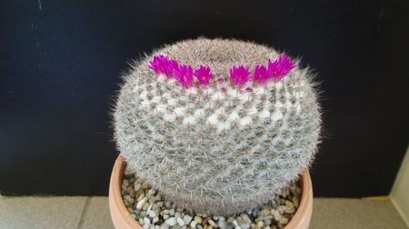 Mammillaria hahniana, 80 lei - diam. ghiveci 13,5 cm; Categoria cactusi mari
