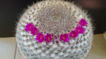 Mammillaria hahniana, 80 lei - diam. ghiveci 13,5 cm; Categoria cactusi mari
