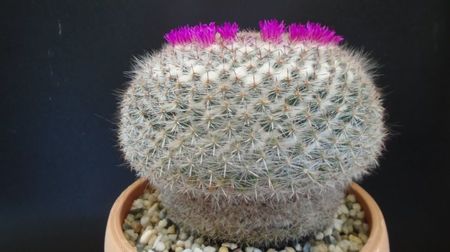 Mammillaria hahniana, 80 lei - diam. ghiveci 13,5 cm; Categoria cactusi mari
