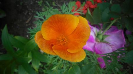Eschscholzia californica
