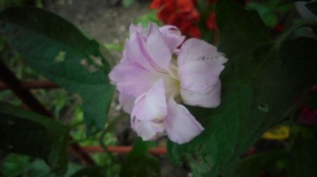 Calystegia hederacea