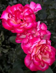873CB75C-F224-4E4F-AA56-9278DA352248
