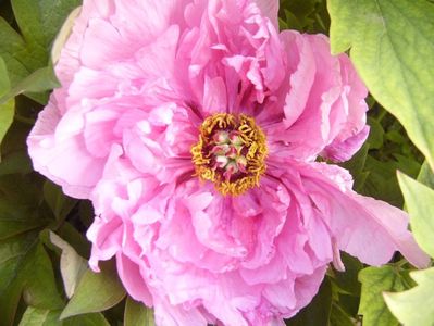 P1390019