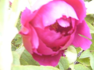 P1390027
