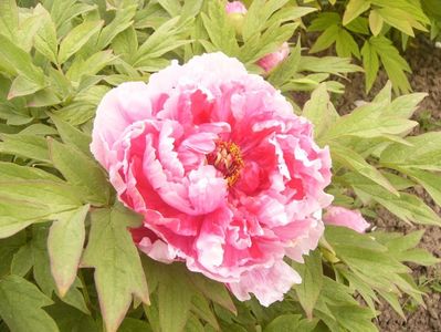 P1390042