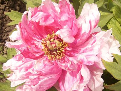 P1390049