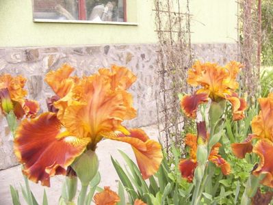 P1390115