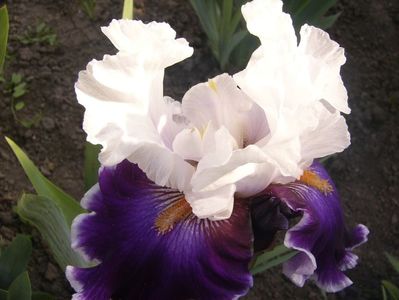 P1390132