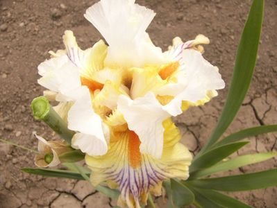 P1390483