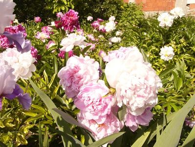 P1390670