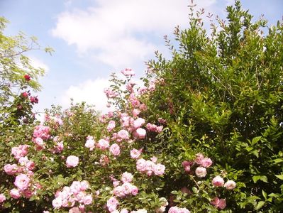 P1390718