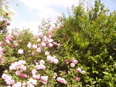 P1390720