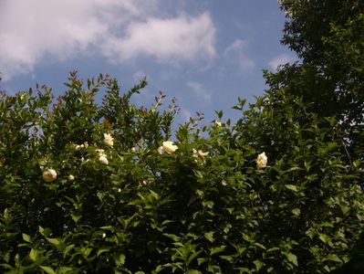 P1390723