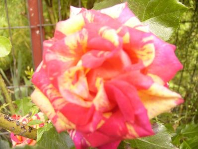 P1390728