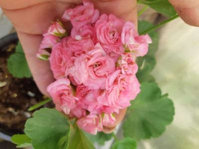 ; Granges antique rose

