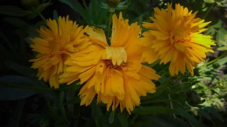 Coreopsis grandiflora,cu multumiri!