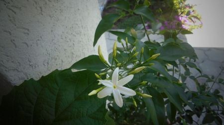 "Azoricum"