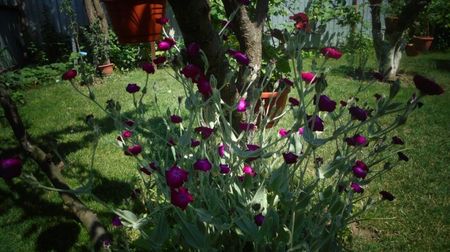 Lychnis coronaria